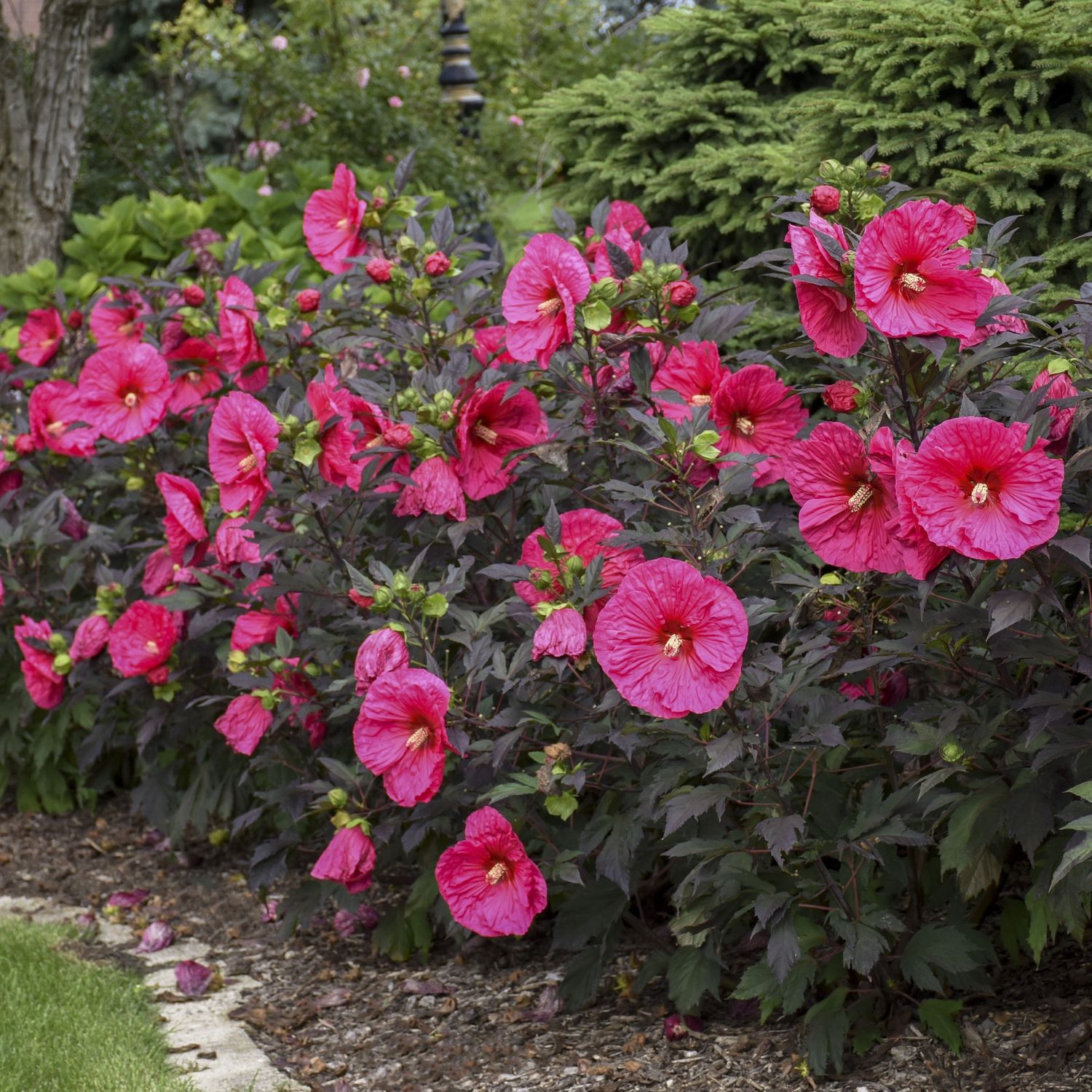 Perennial Hibiscus Evening Rose