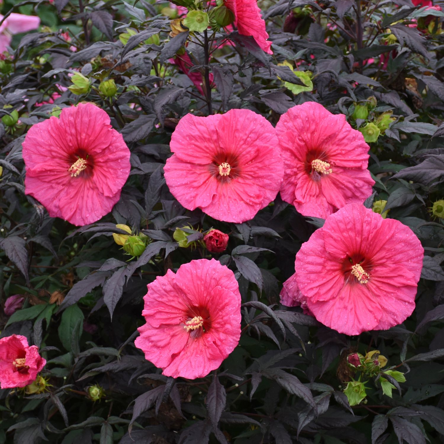 Perennial Hibiscus Evening Rose