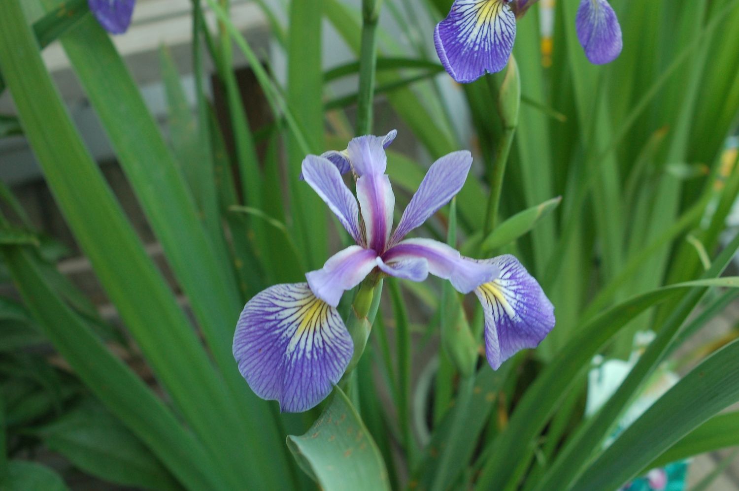 Iris Blue Flag