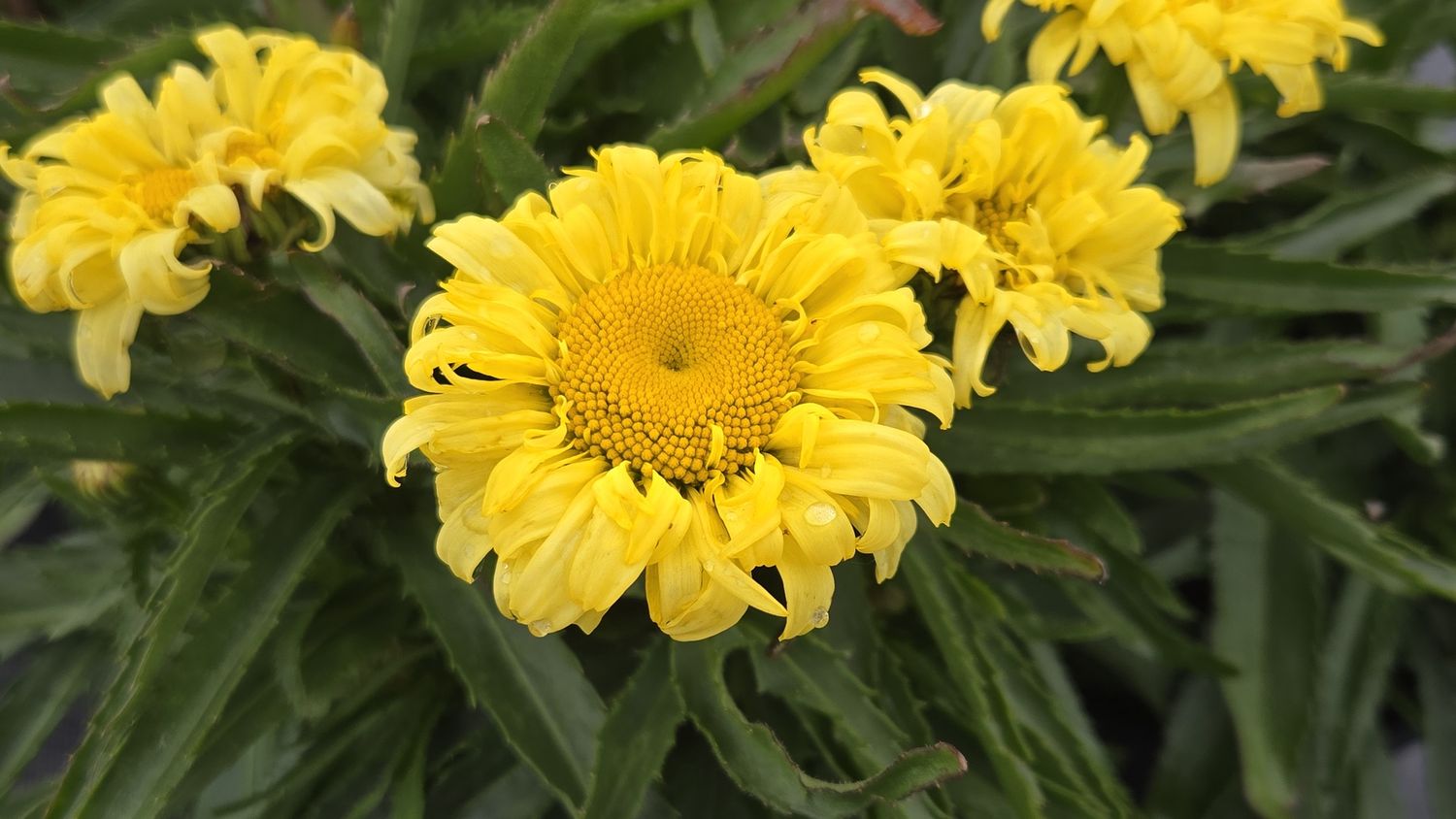Shasta Daisy Goldfinch