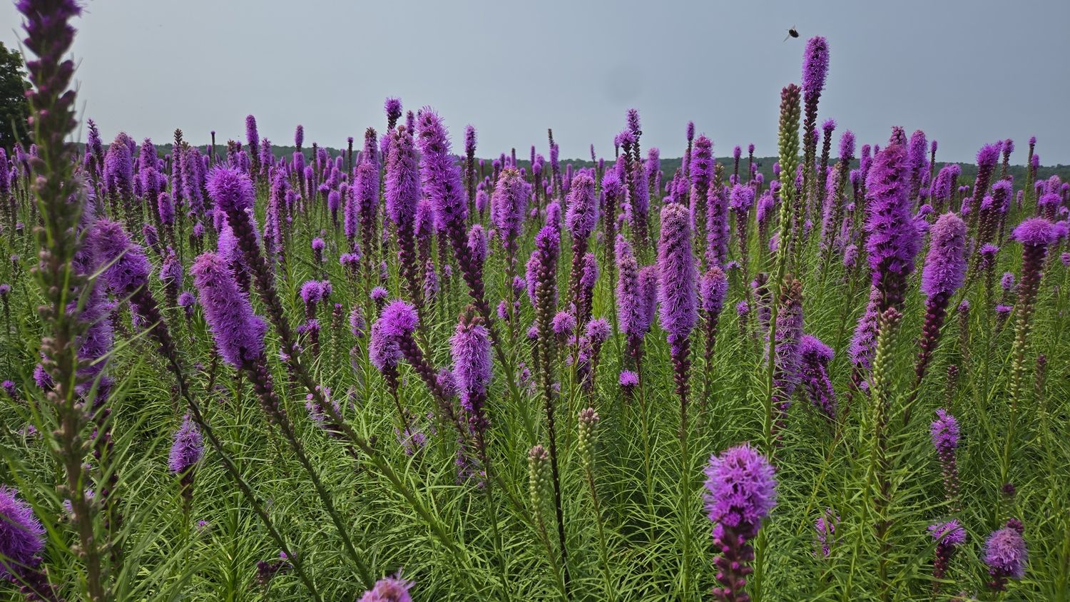 Liatris Spike