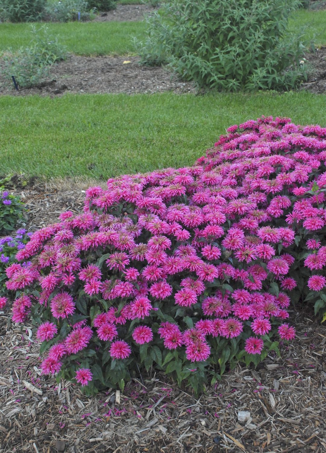 Bee Balm Bubblegum Blast