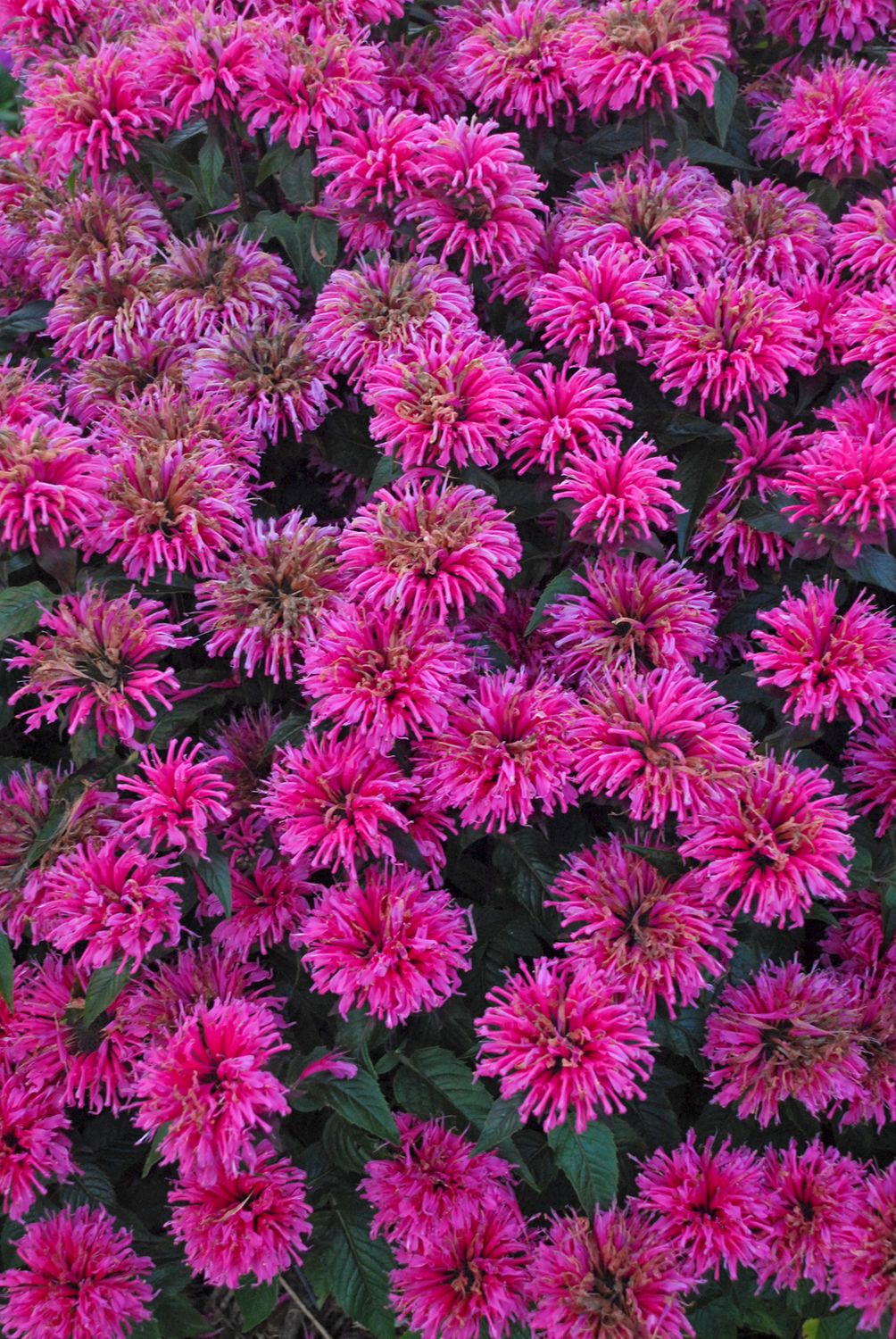 Bee Balm Bubblegum Blast