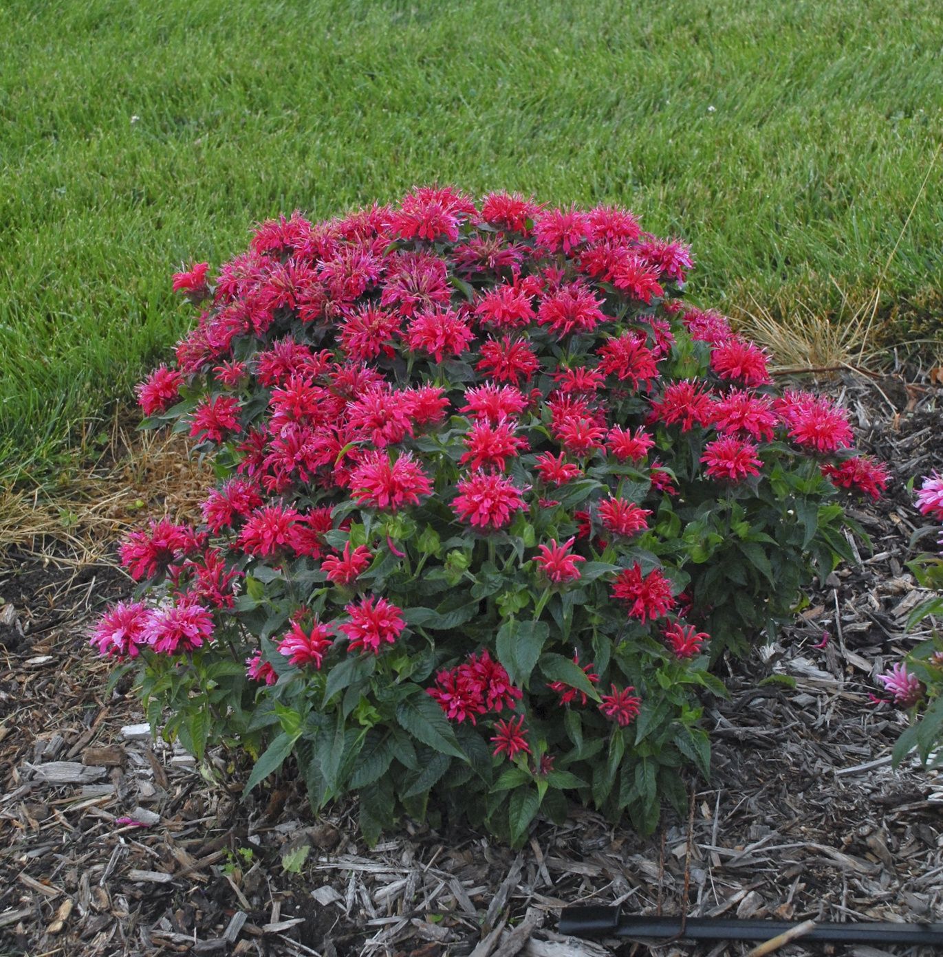 Bee Balm Cherry Pops