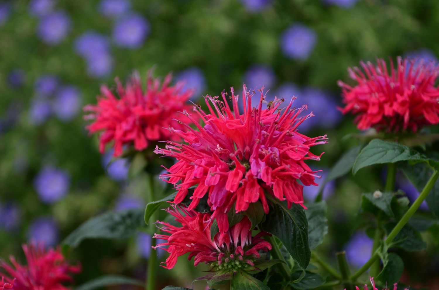 Bee Balm Cherry Pops