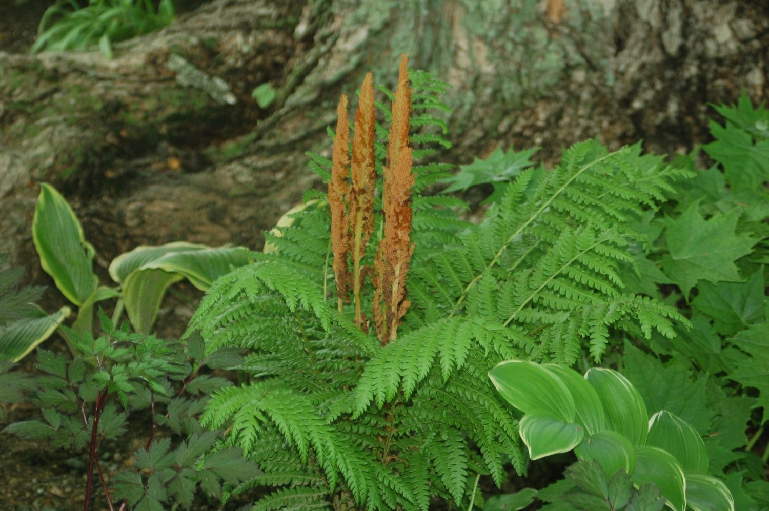 Fern Cinnamon