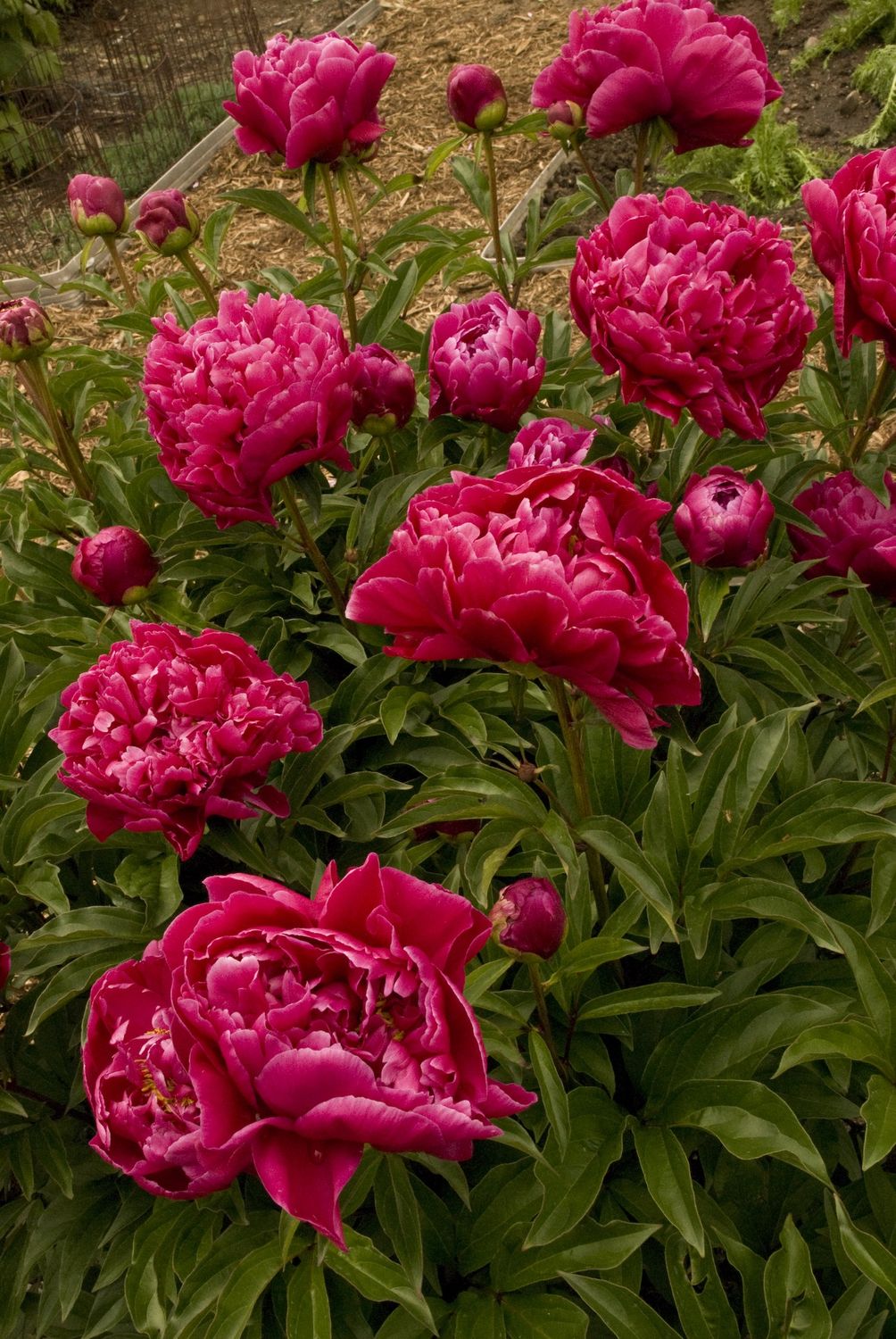 Peony Karl Rosenfield