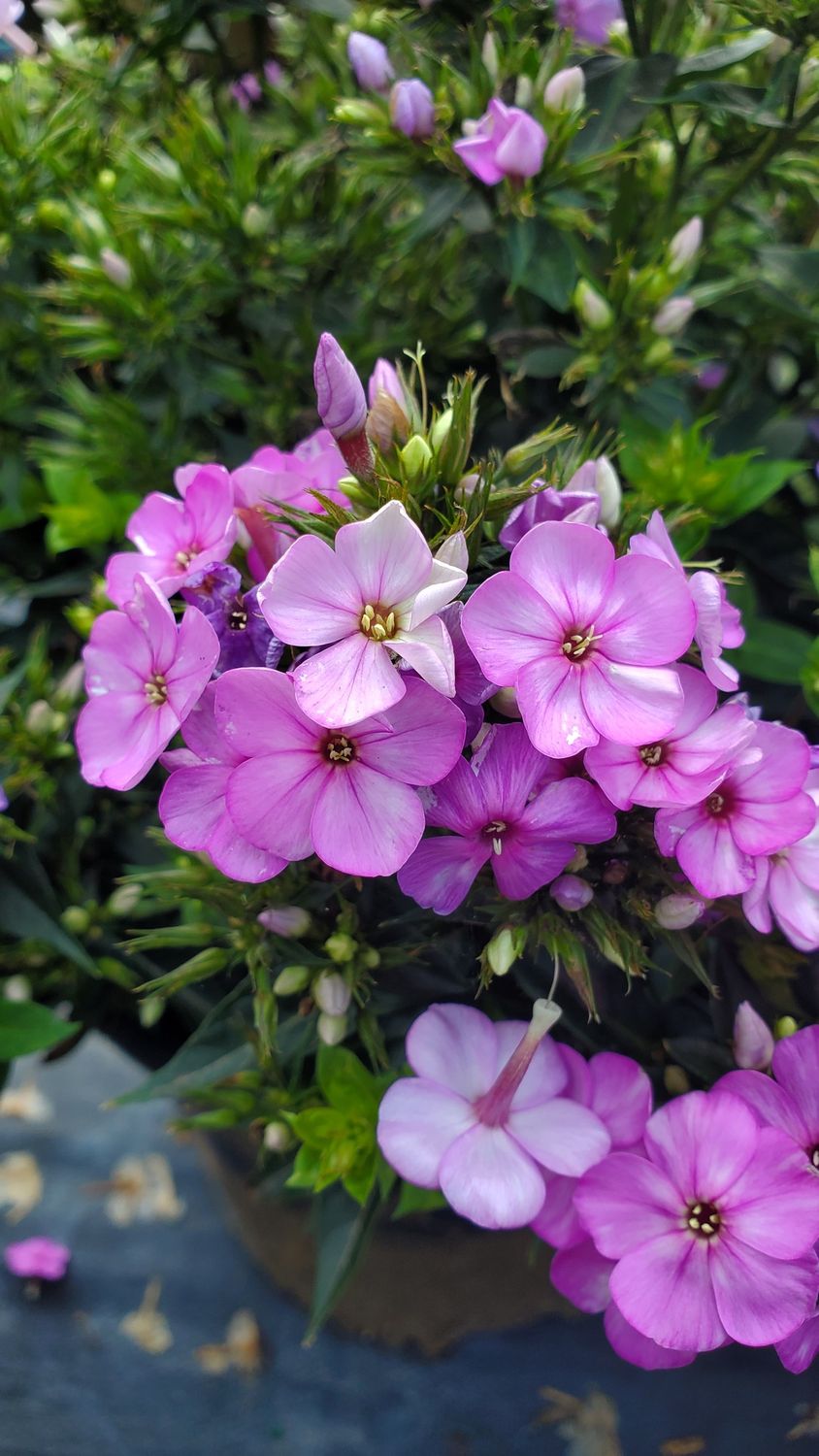 Phlox Tall Volcano Plum with White Eye