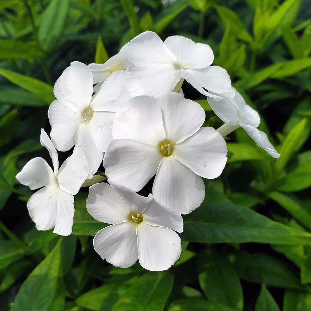 Phlox Tall Volcano White