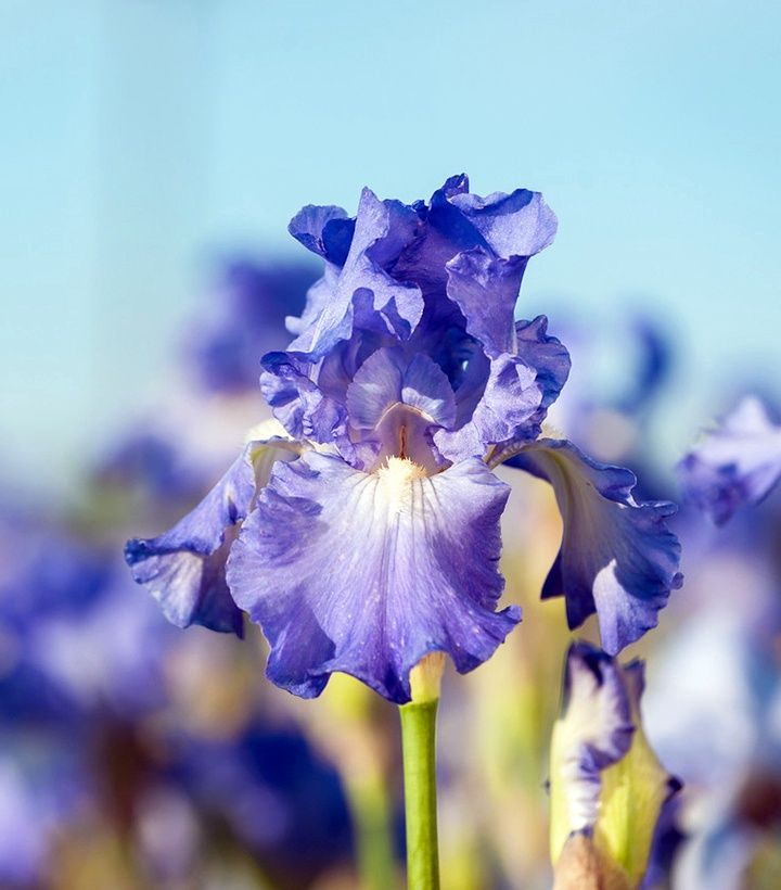 Bearded Iris Victoria Falls