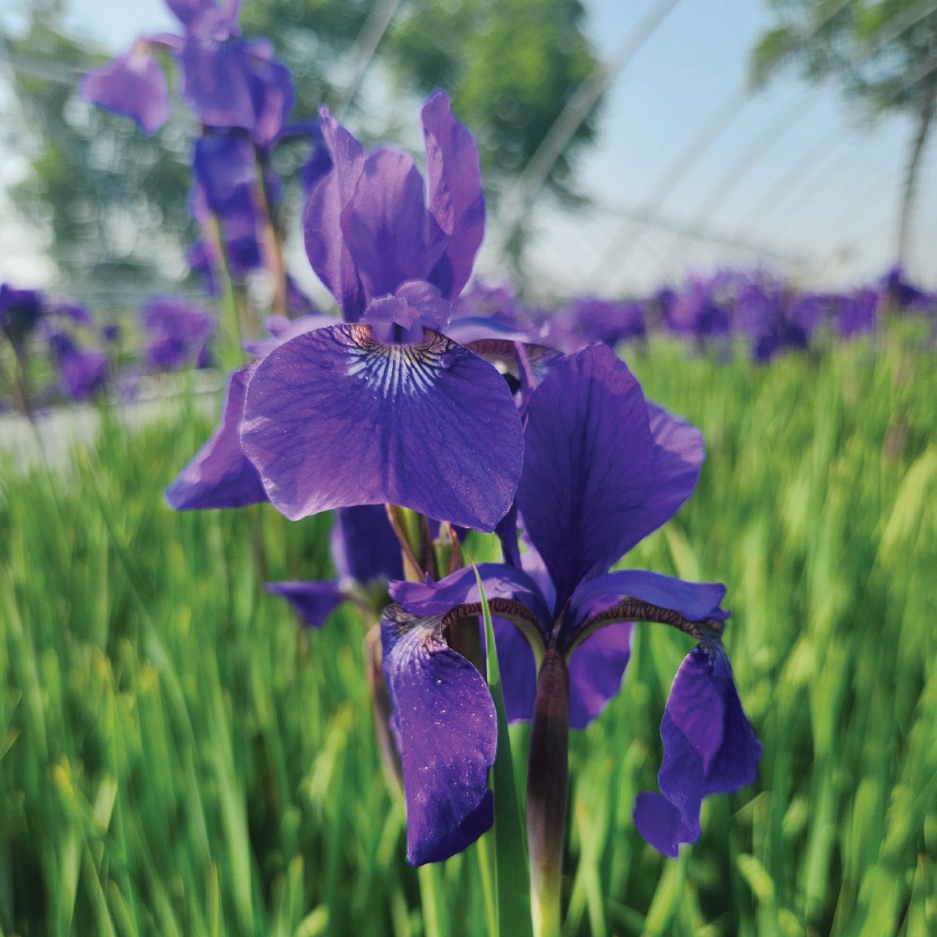 Iris Caesar's Brother