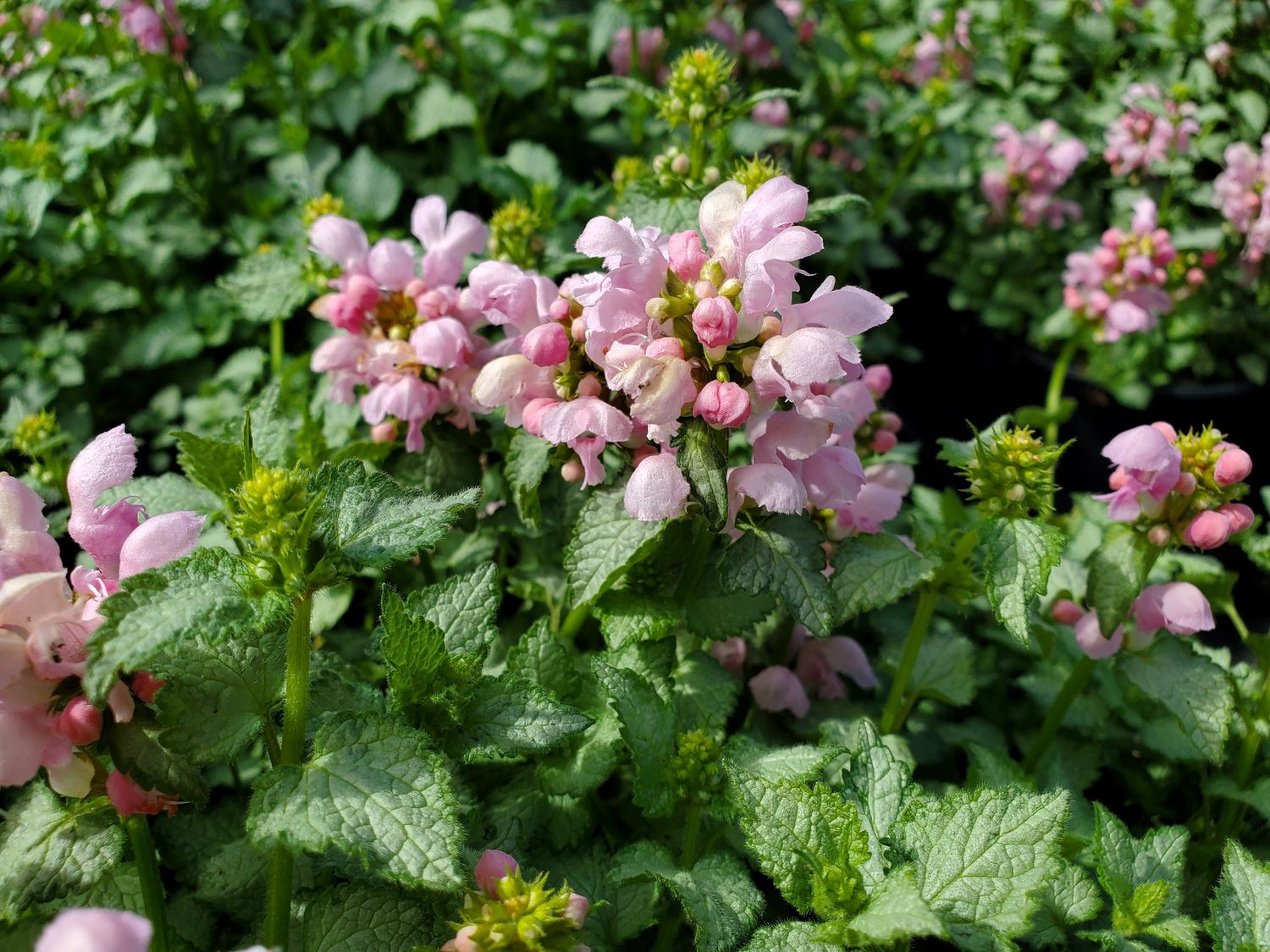 Lamium Pink Pewter