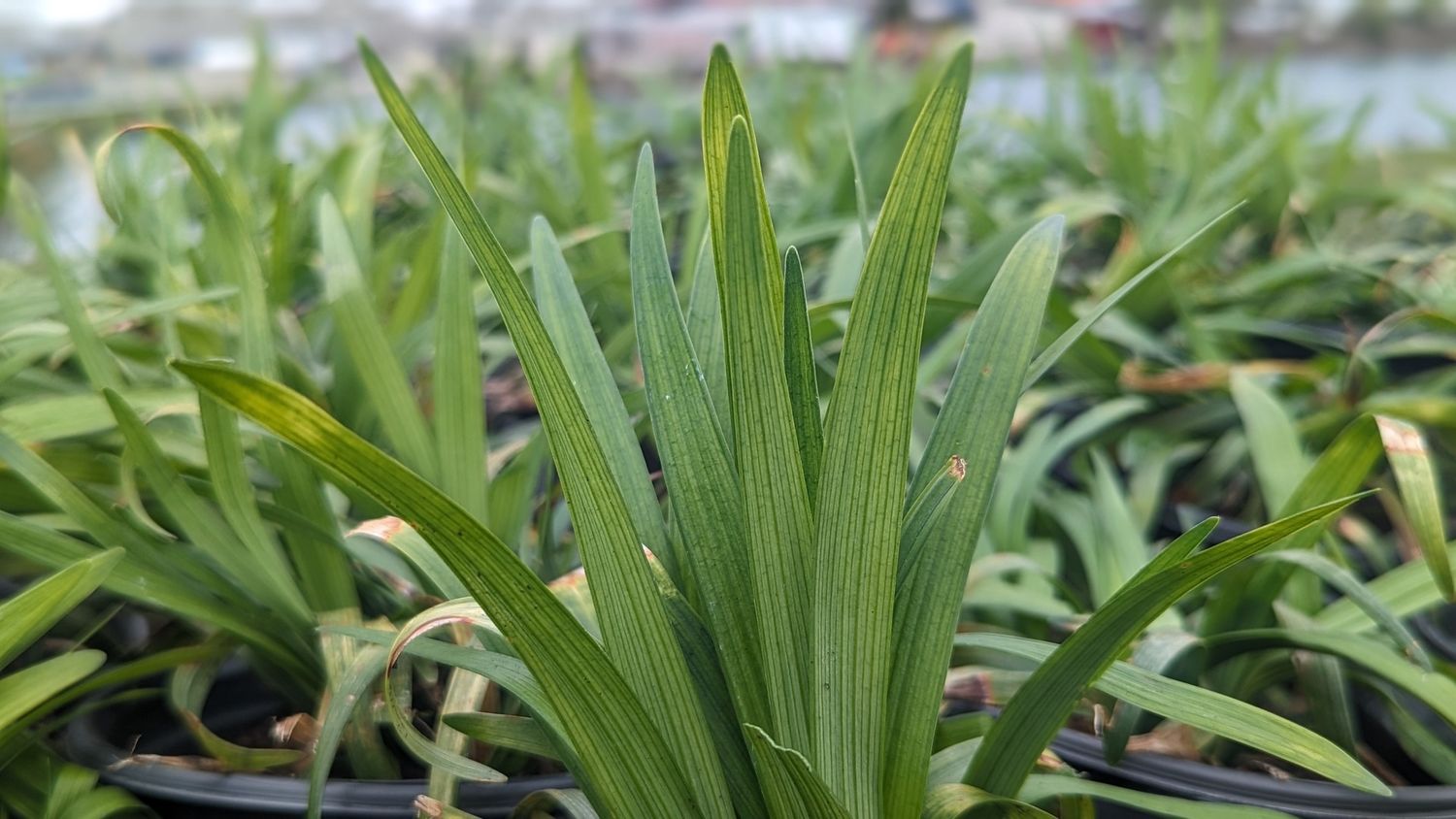 Liriope Turf Lily Big Blue