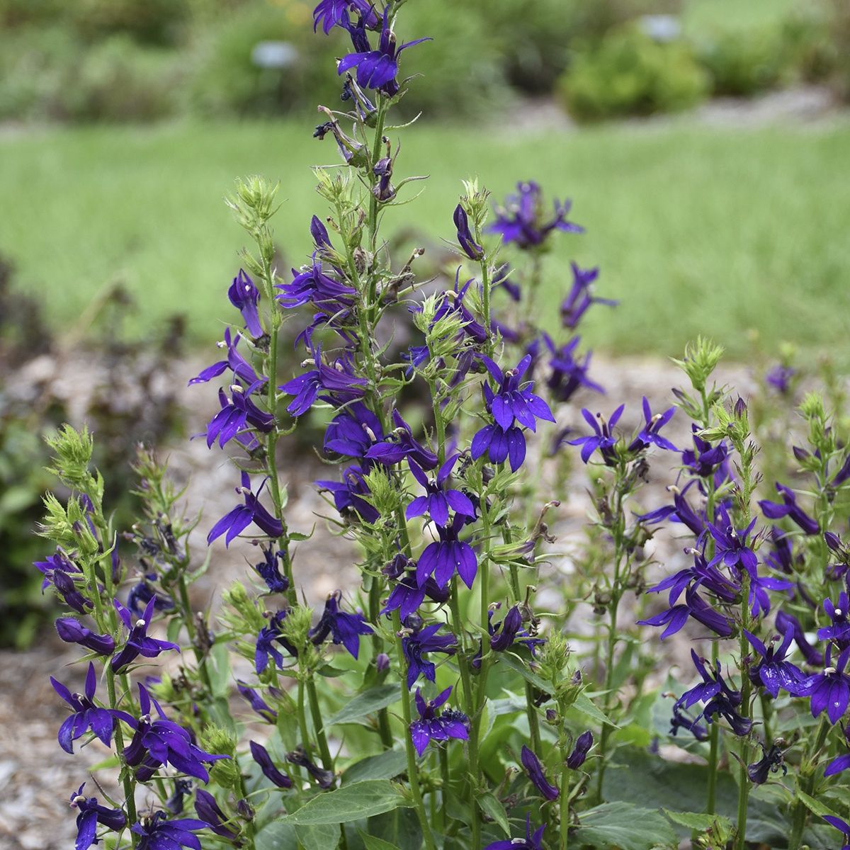 Lobelia Starship Blue