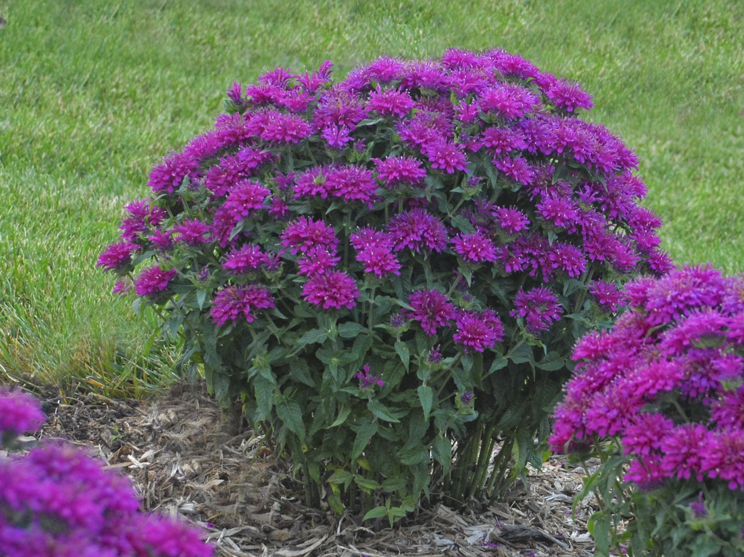 Bee Balm Grape Gumball