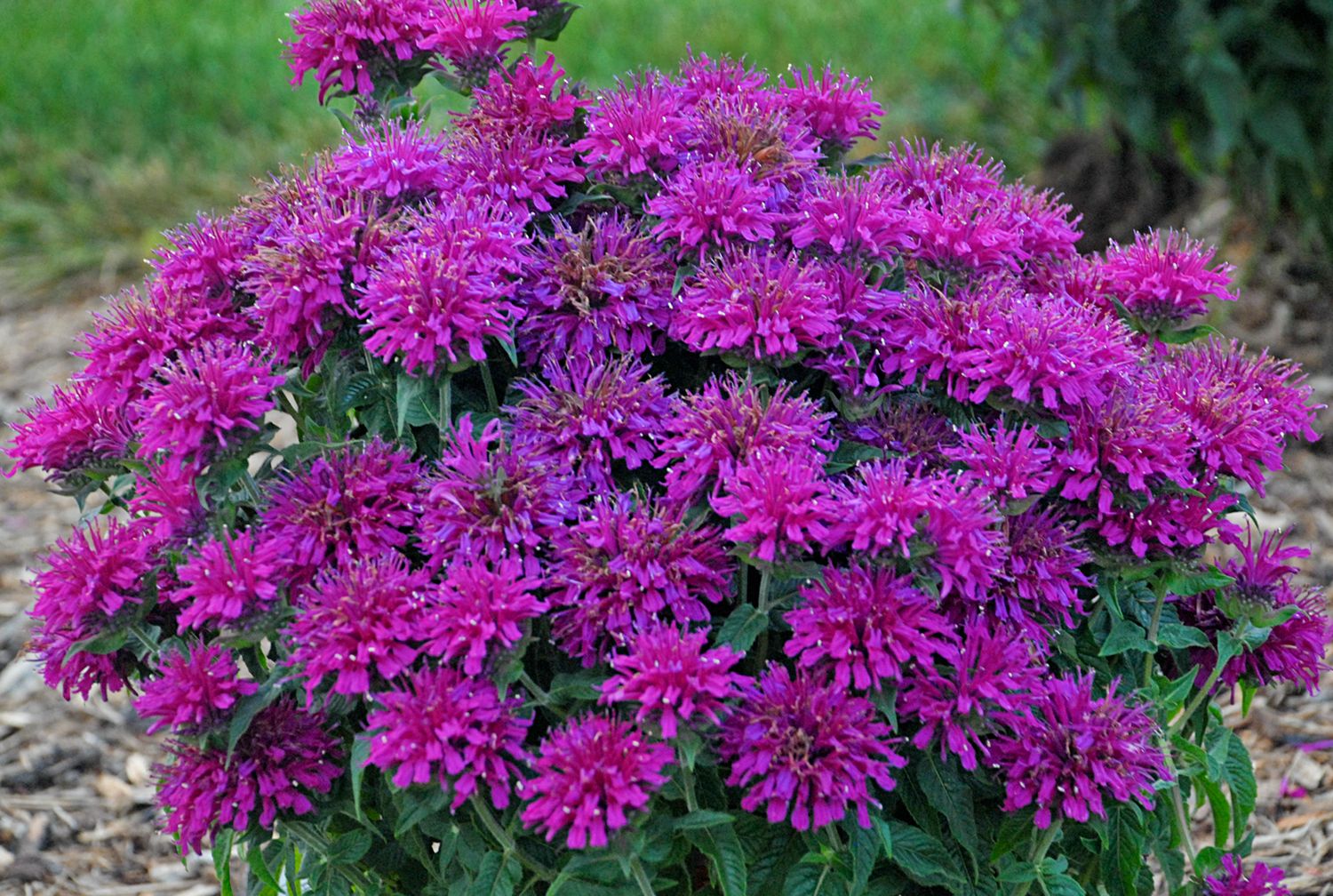 Bee Balm Grape Gumball