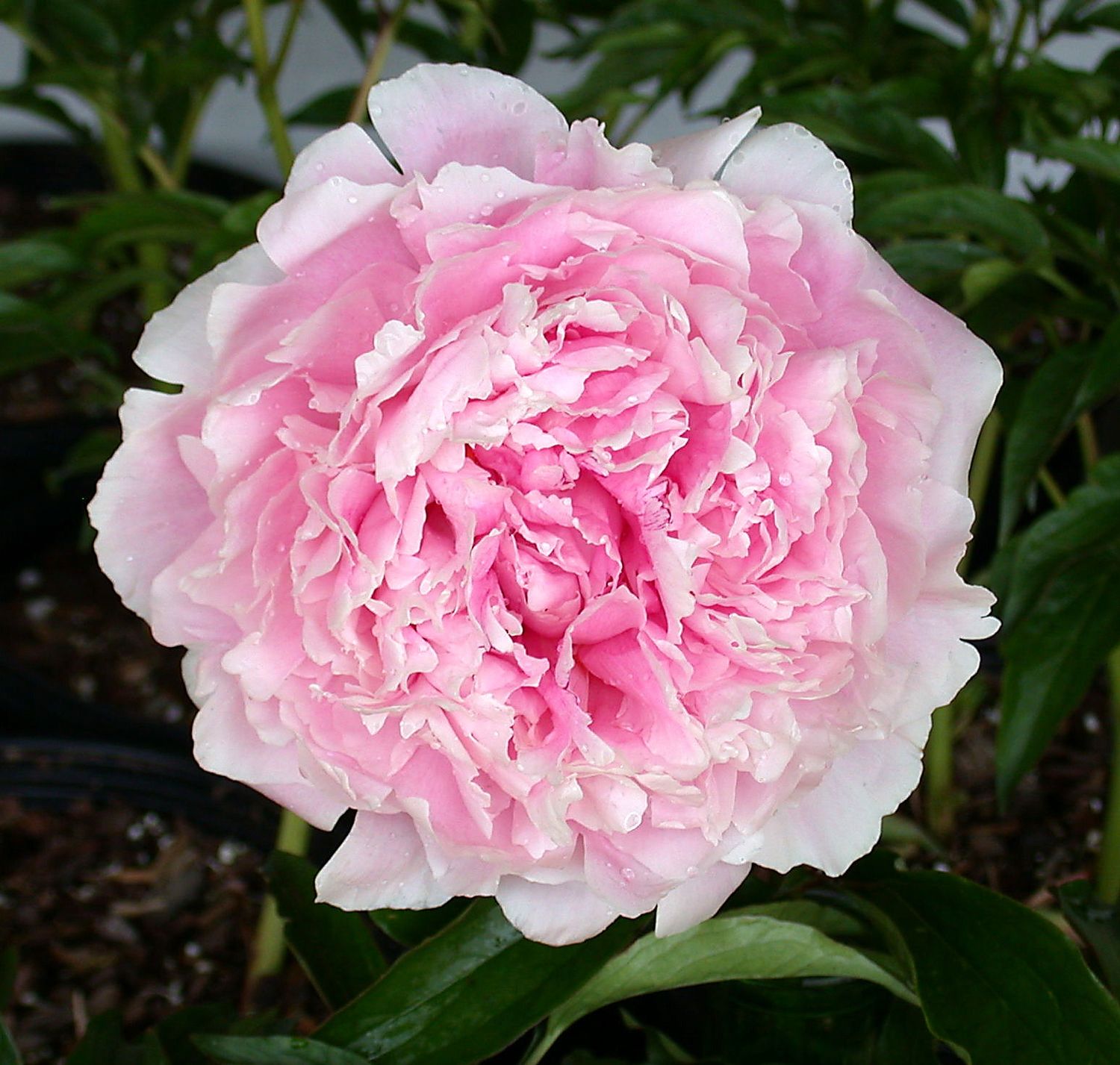 Peony Sarah Bernhardt Pink
