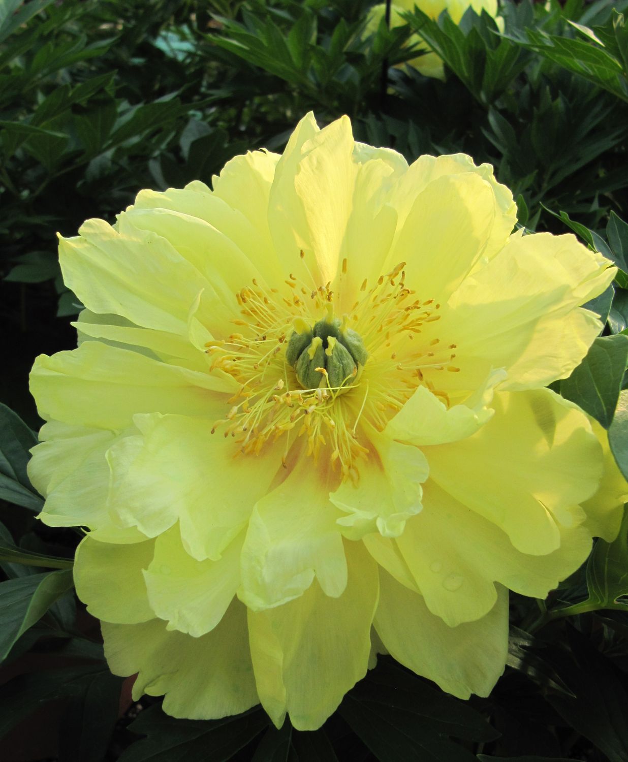 Peony ITOH Bartzella