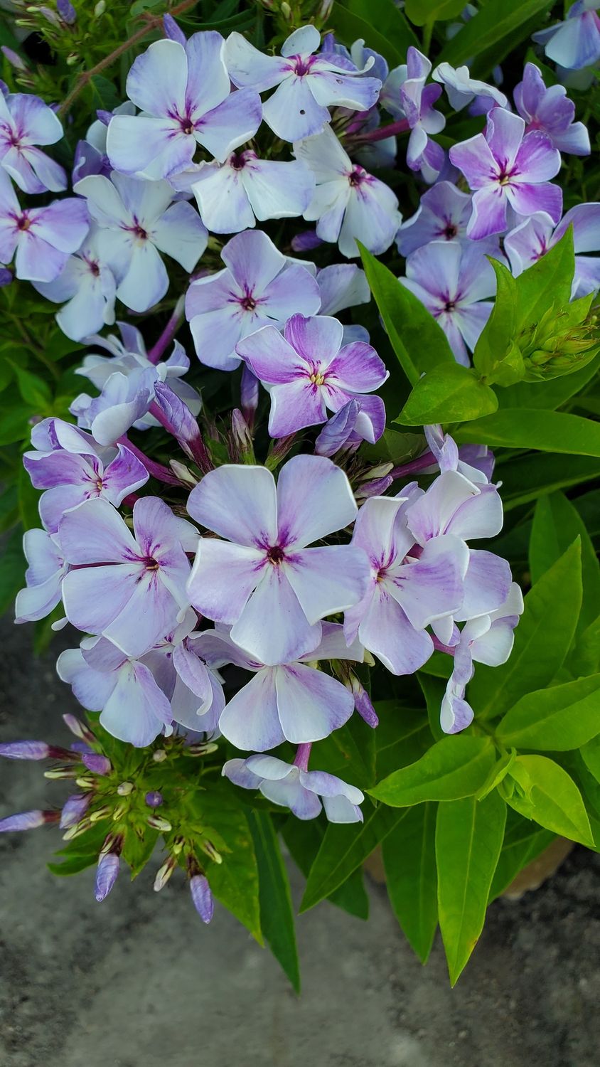 Phlox Tall Volcano Lilac Splash