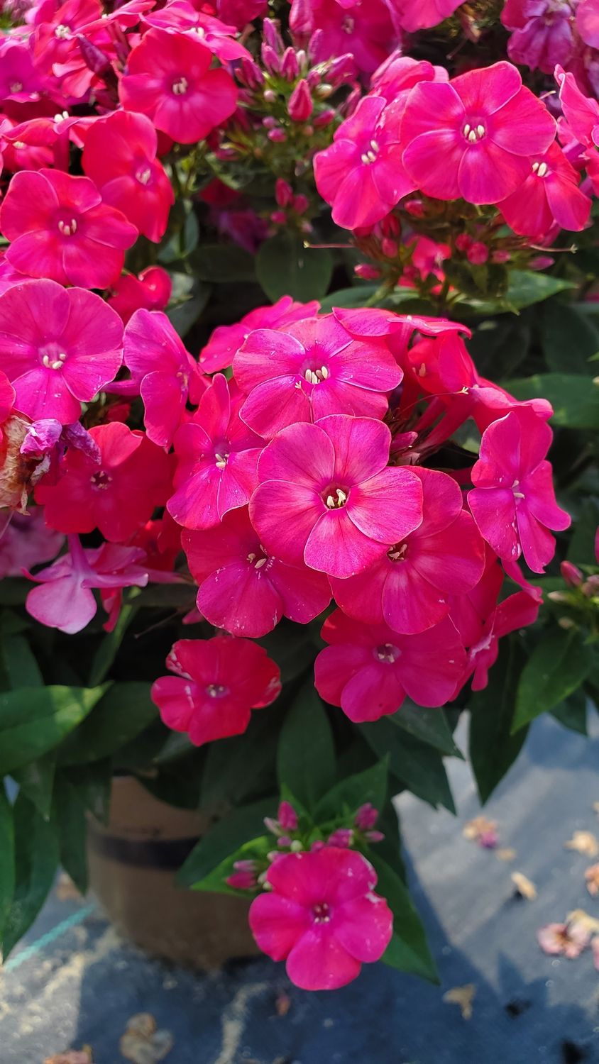 Phlox Tall Volcano Lipstick