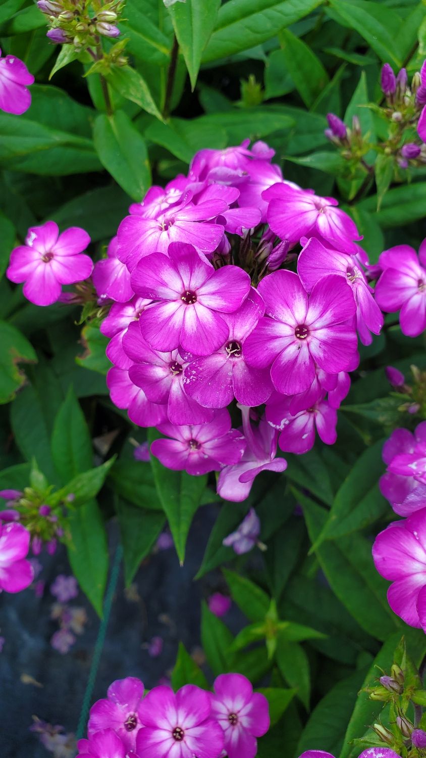 Phlox Tall Volcano Purple with White Eye