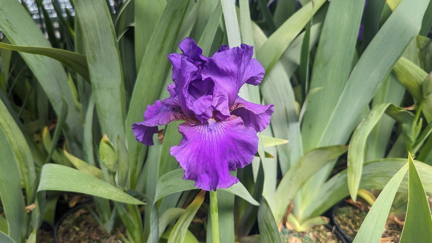 Bearded Iris His Royal Highness