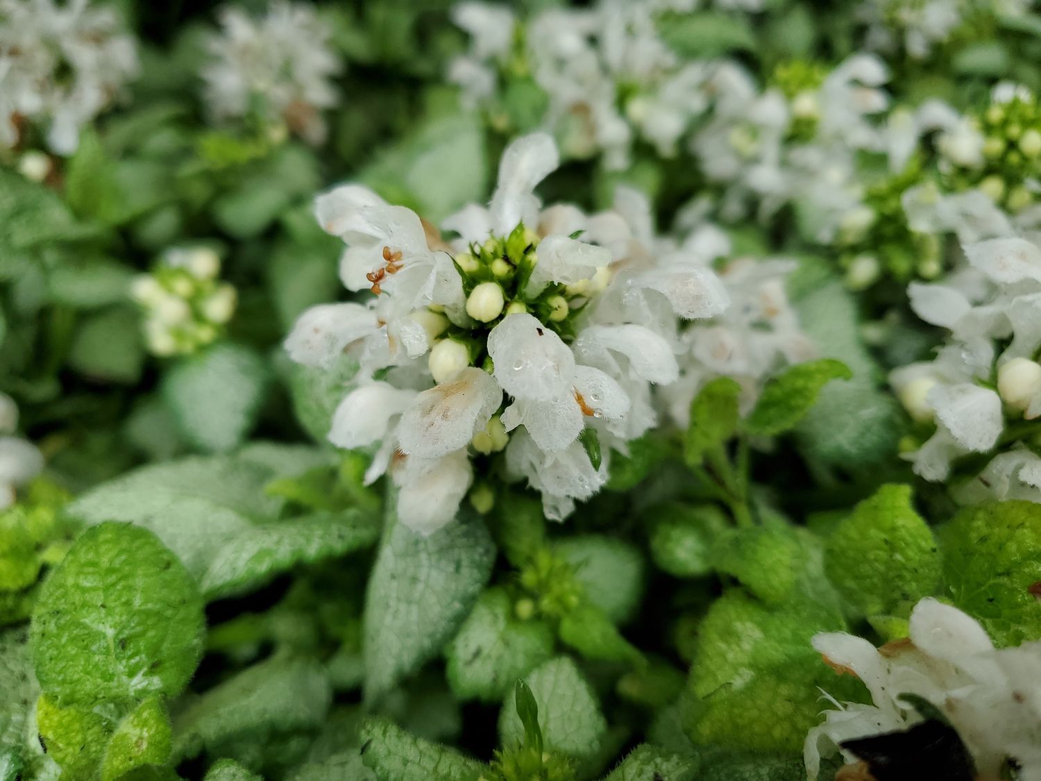 Lamium White Nancy