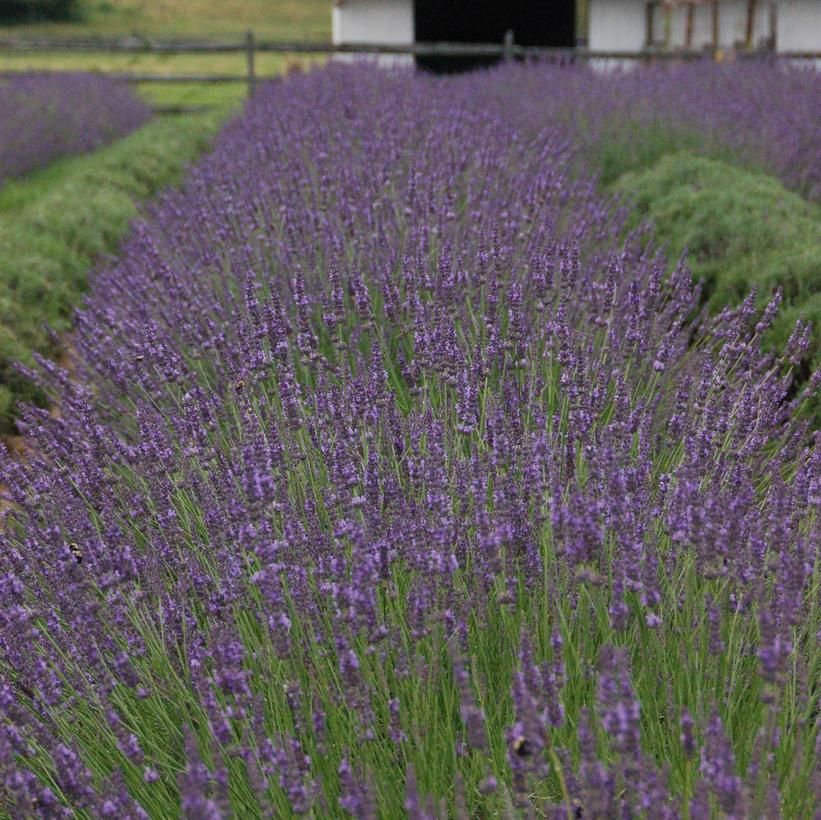 Lavender Phenomenal