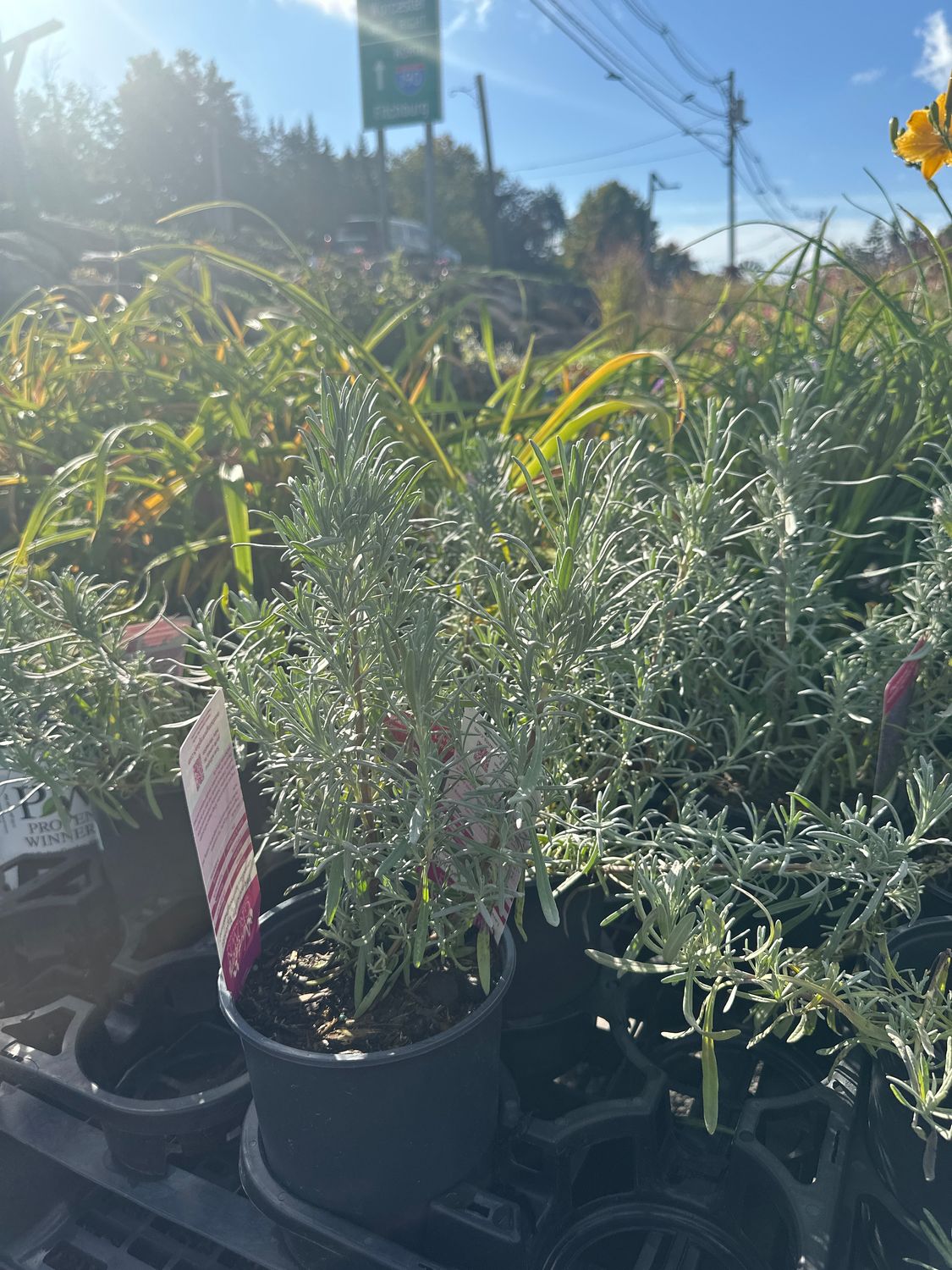Lavender Phenomenal