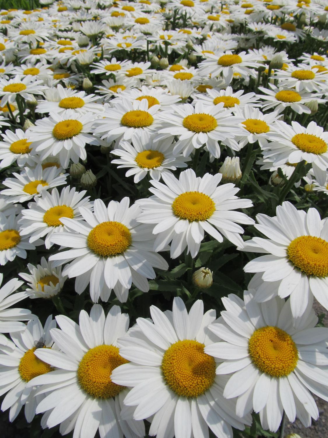 Shasta Daisy Snowcap