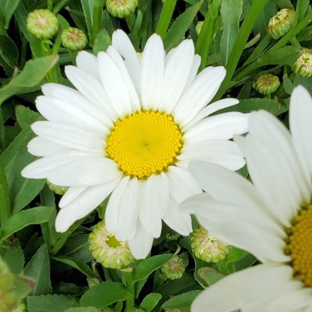 Shasta Daisy Becky