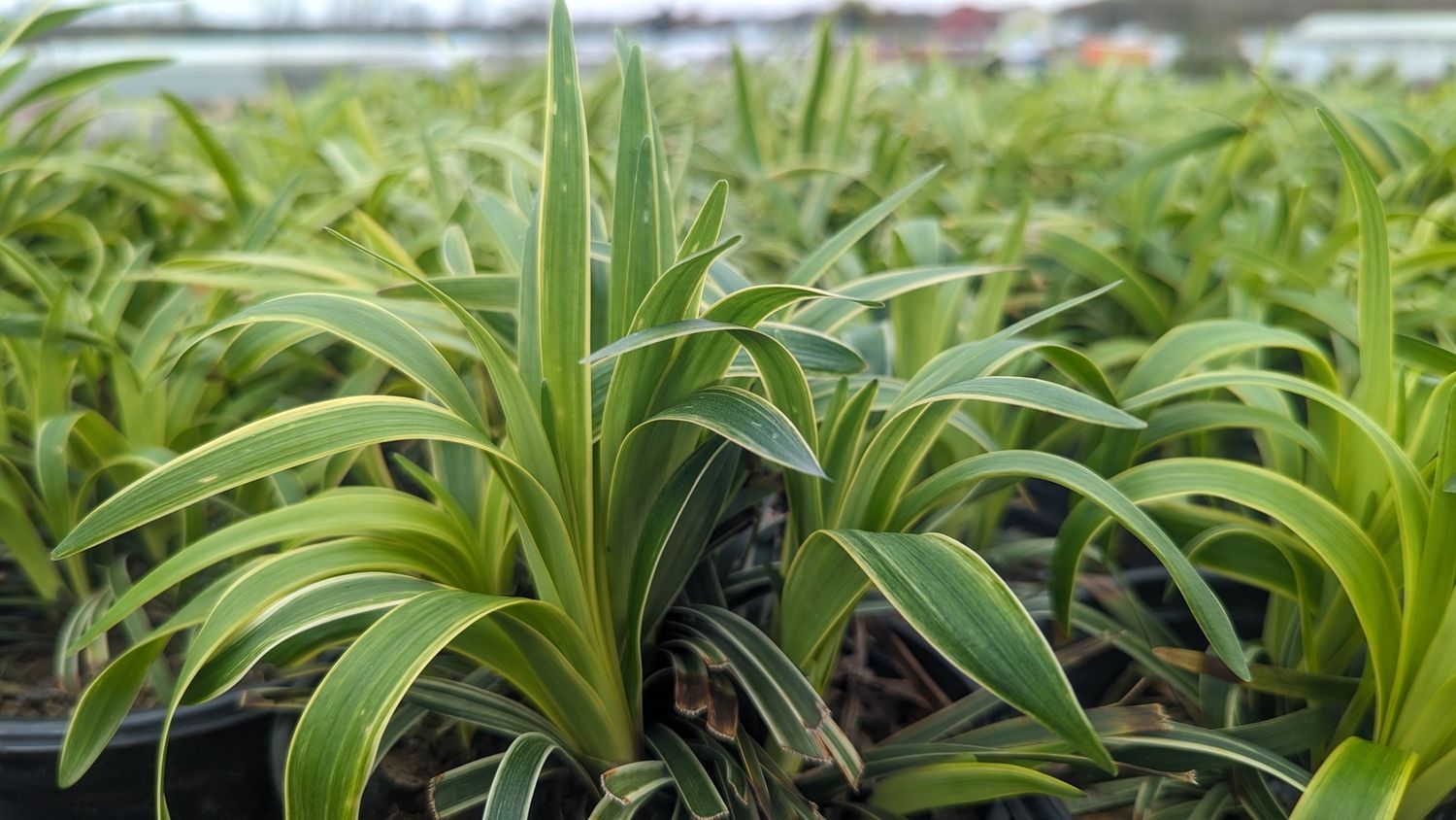 Liriope Turf Lily Variegata