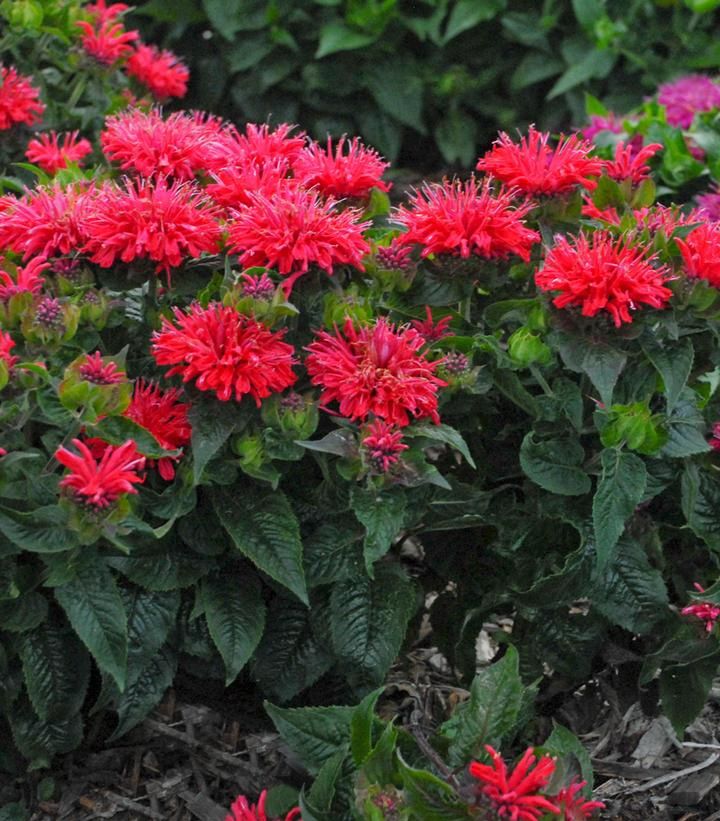 Bee Balm Pardon My Cerise