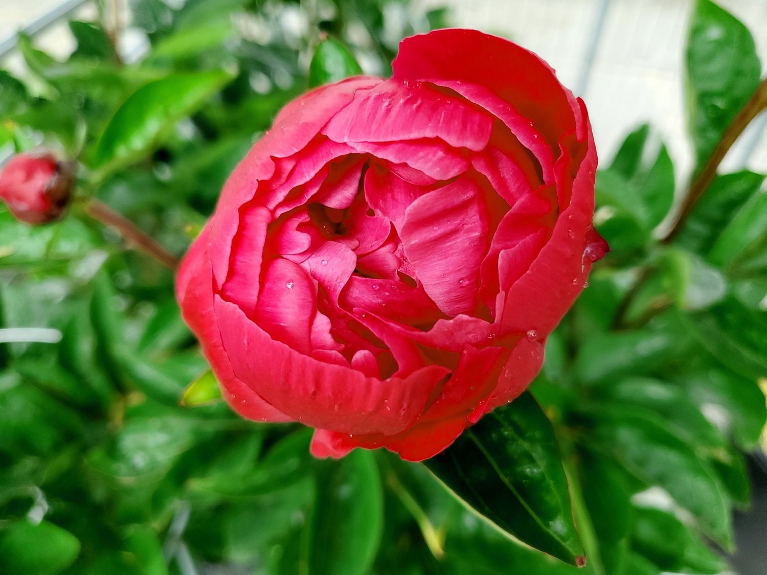 Peony Red Sarah Bernhardt