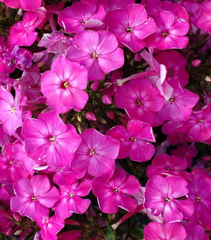 Phlox Tall Volcano Pink with White Eye