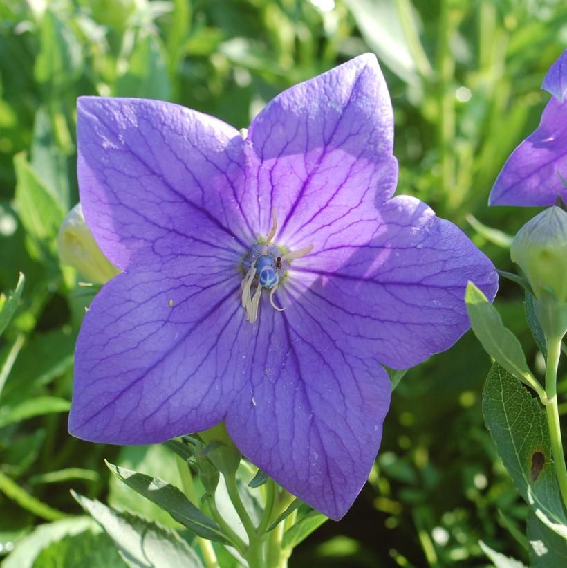 Balloon Flower Astra Blue