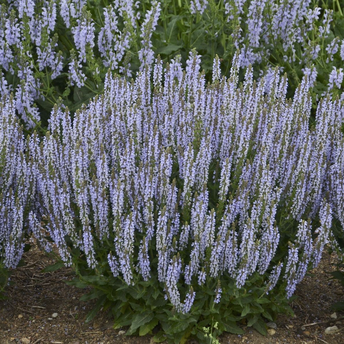 Salvia Perfect Profusion
