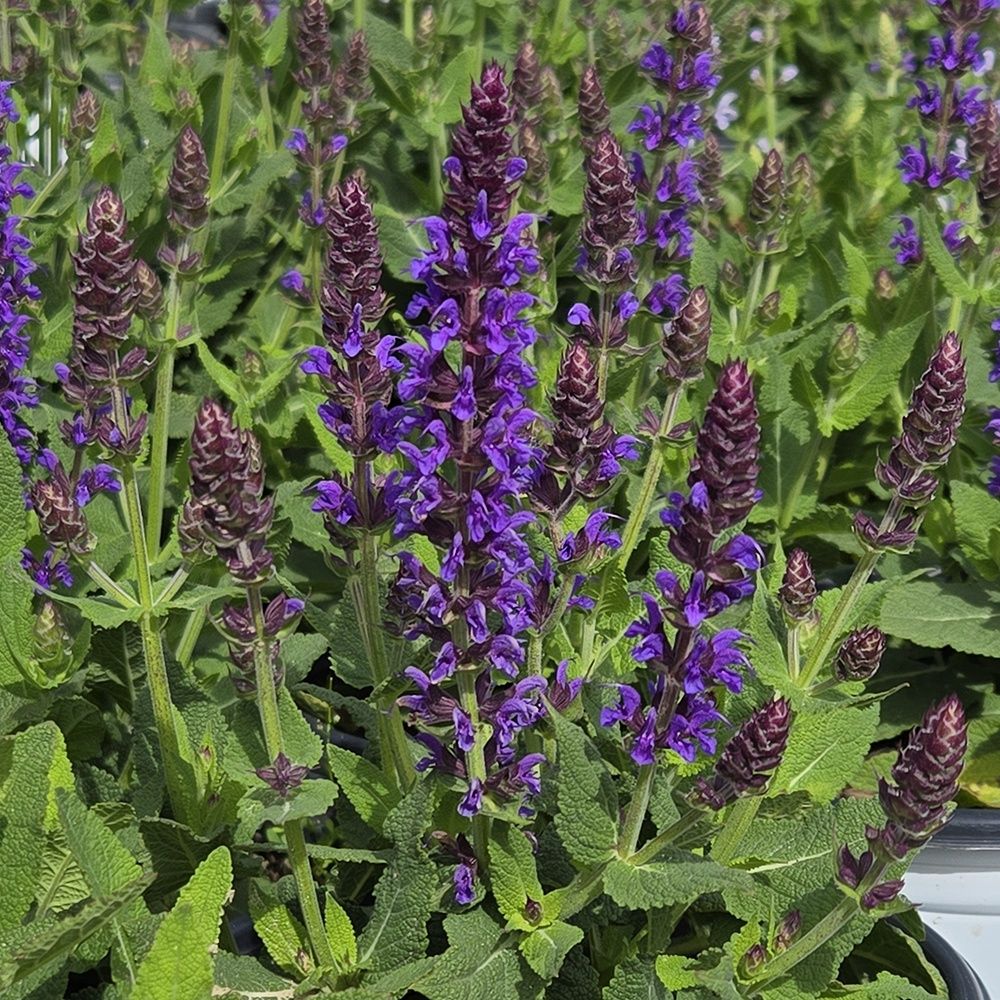 Salvia Violet Riot