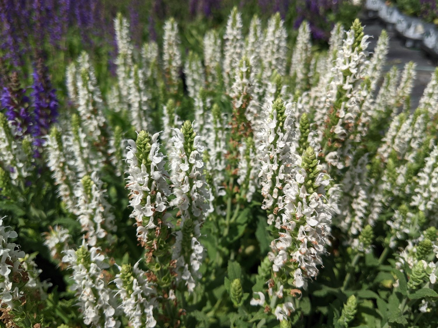 Salvia Snow Hill