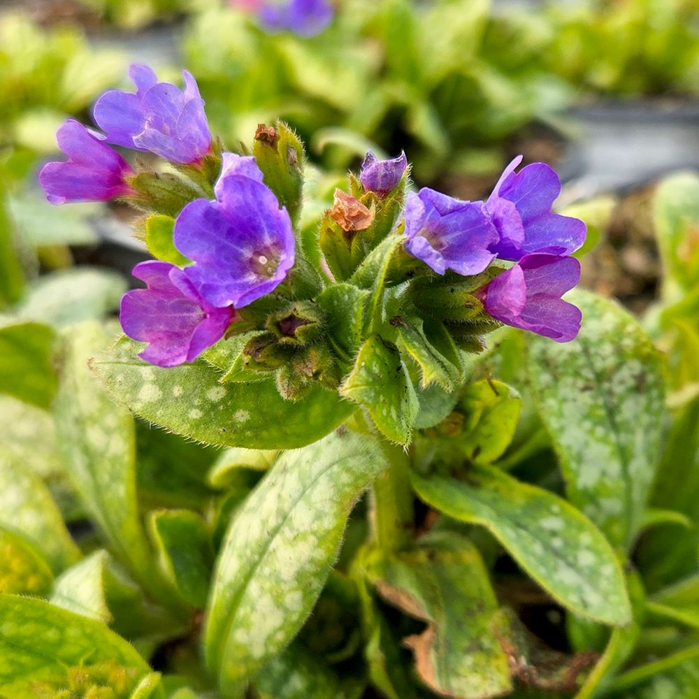 Lungwort Spot On