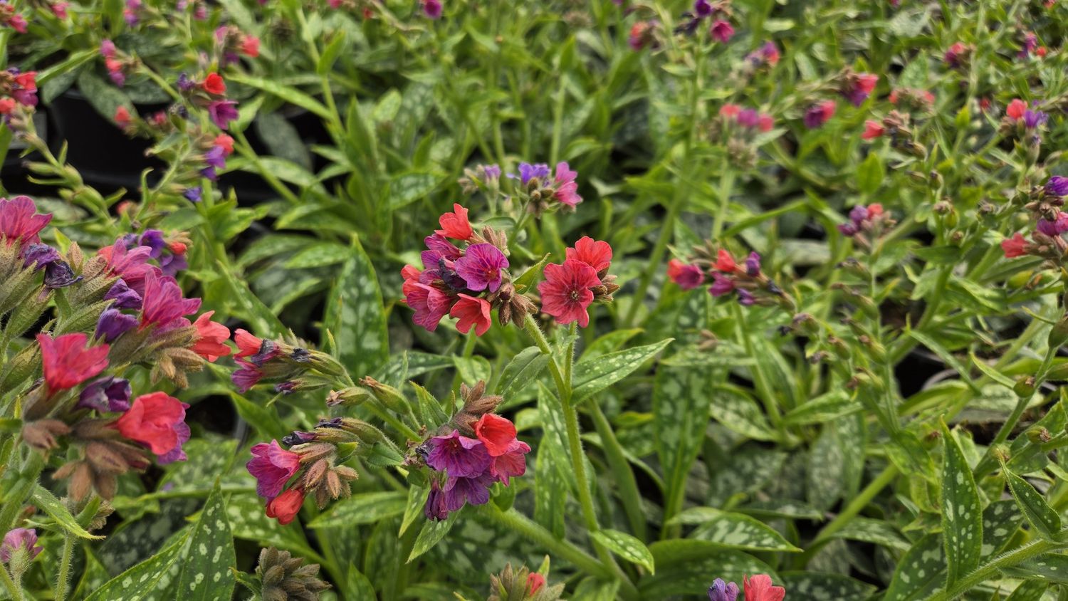 Lungwort Raspberry Splash