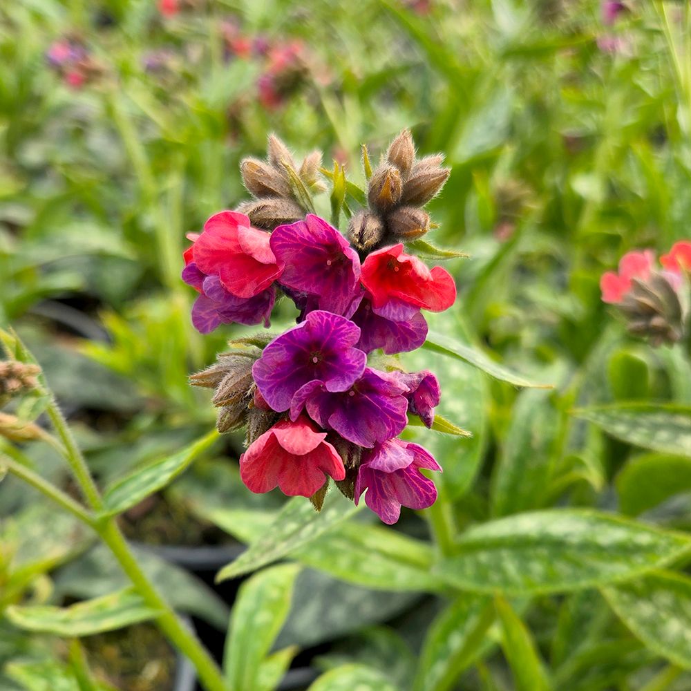 Lungwort Raspberry Splash
