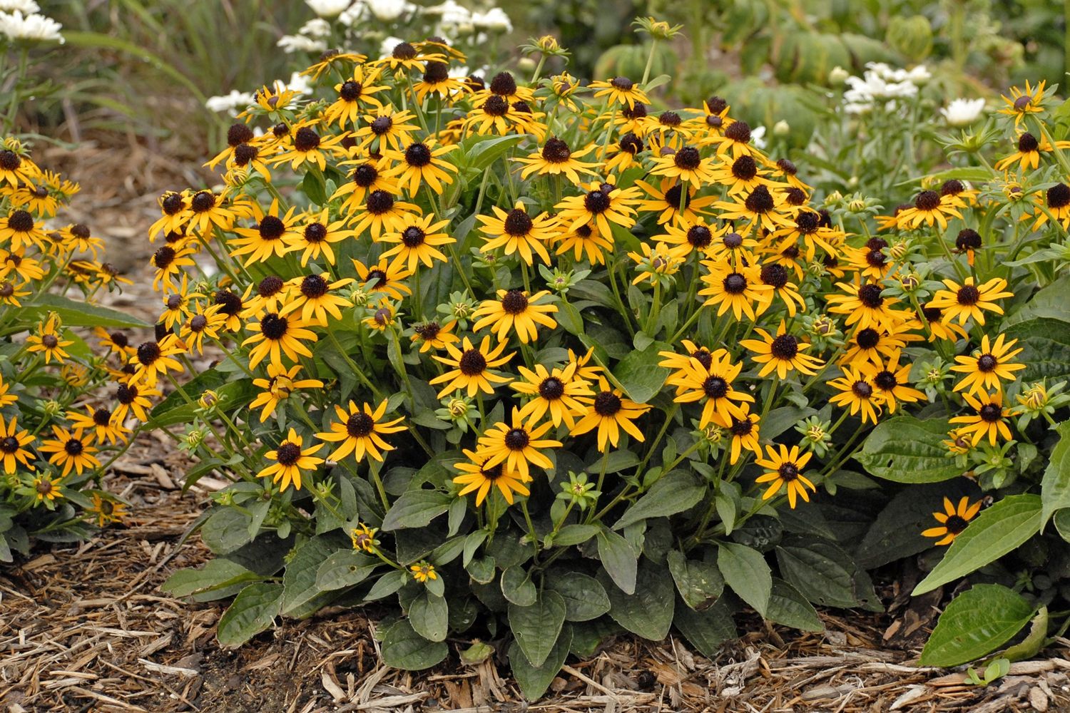Black Eyed Susan Little Goldstar