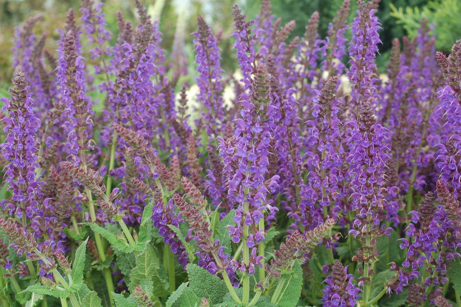 Salvia May Night