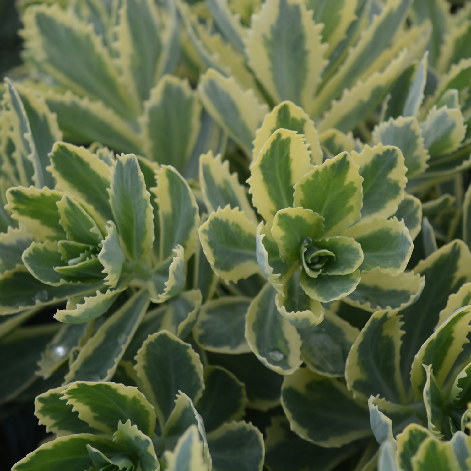 Sedum Frosted Fire