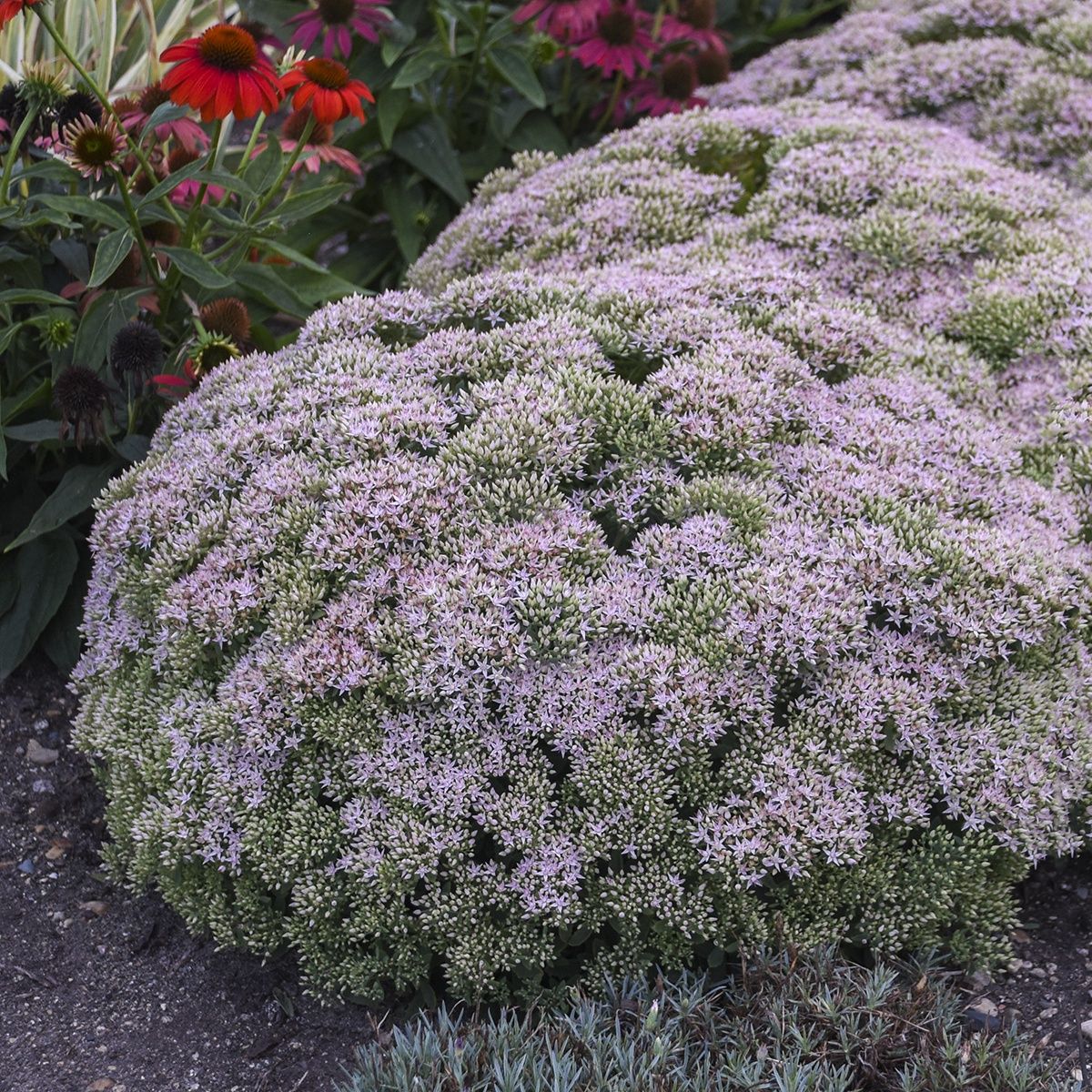Sedum Pure Joy