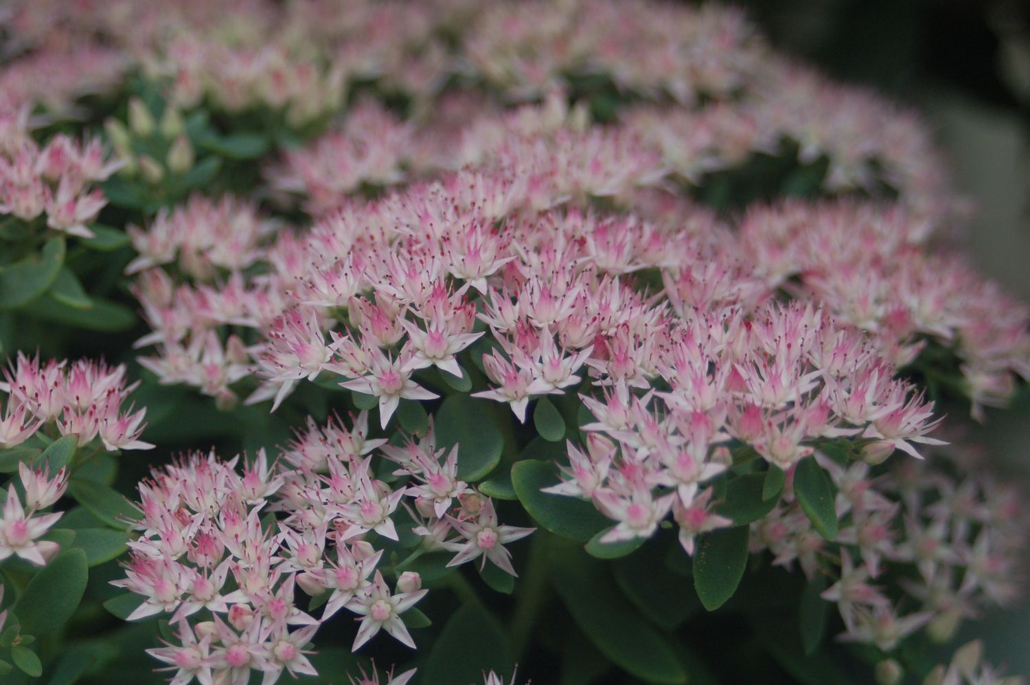 Sedum Pure Joy