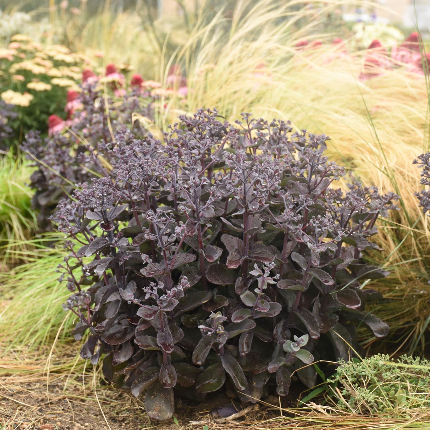 Sedum Back in Black