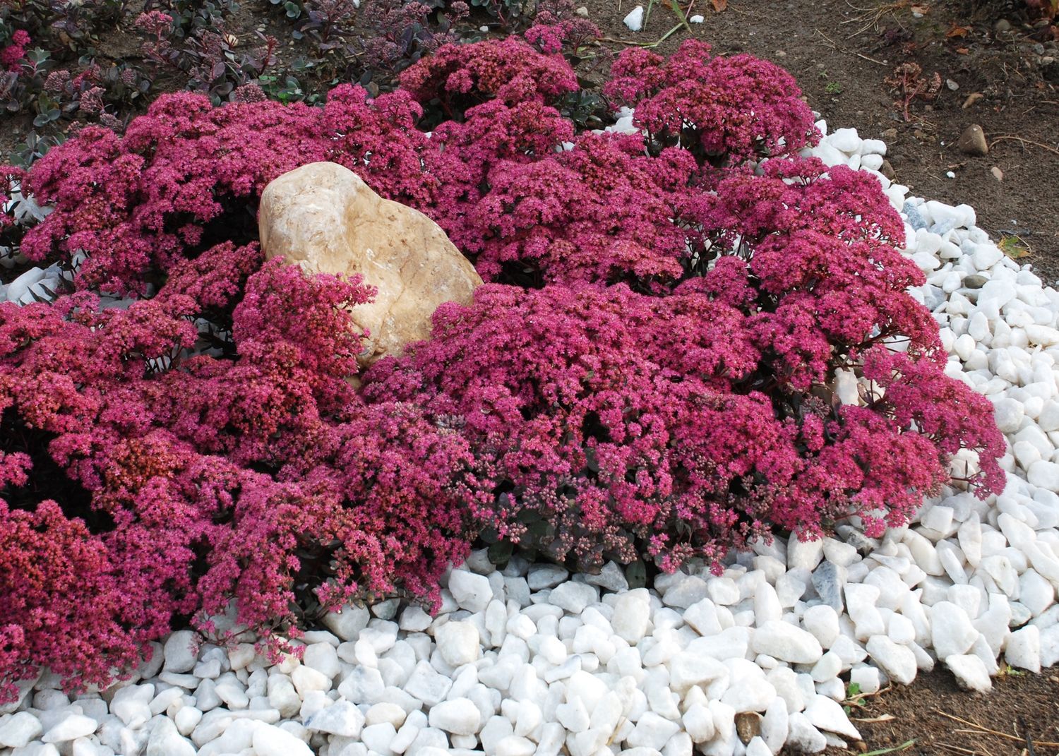 Sedum Dazzleberry