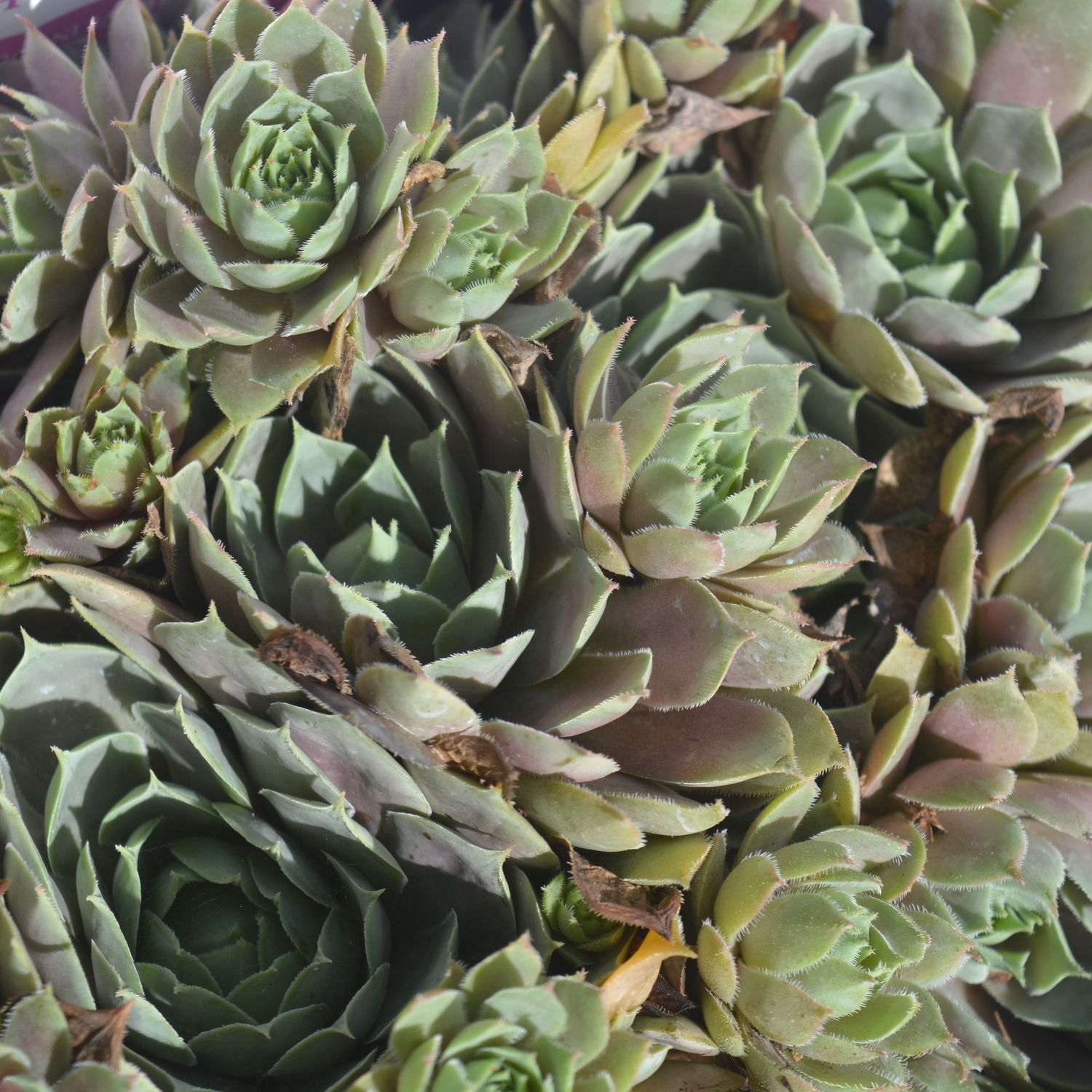 Hens and Chicks Pacific Blue Ice